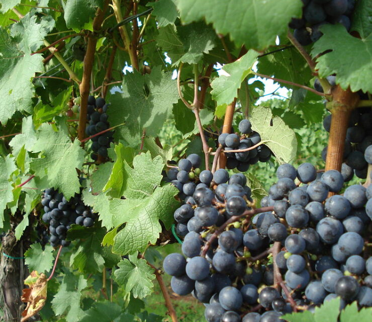 cabernet-franc-cup-de-la-muntanya