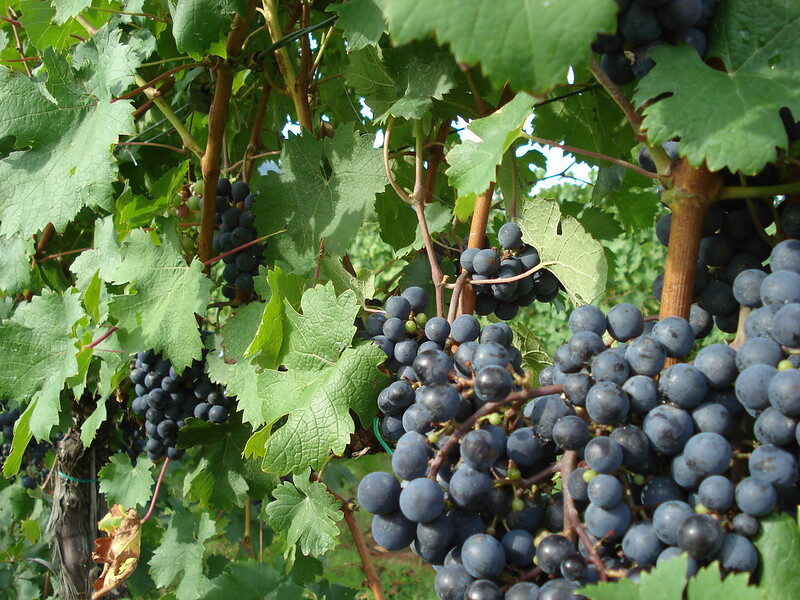 cabernet-franc-cup-de-la-muntanya