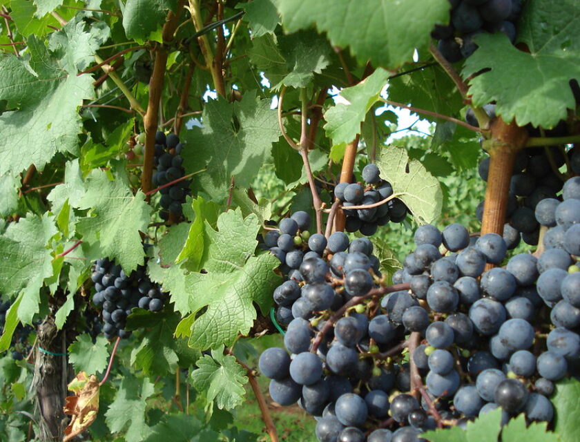 cabernet-franc-cup-de-la-muntanya