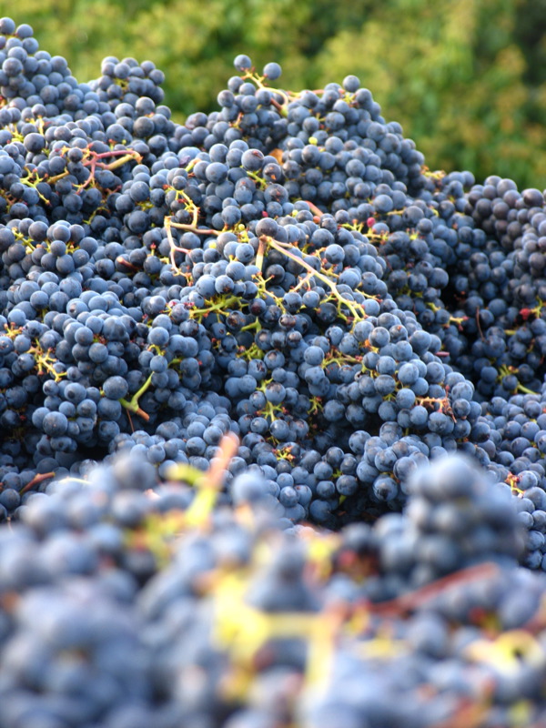 Racimos de uva Cabernet Franc