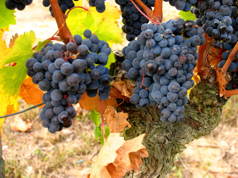 Racimo de uva Cabernet Franc