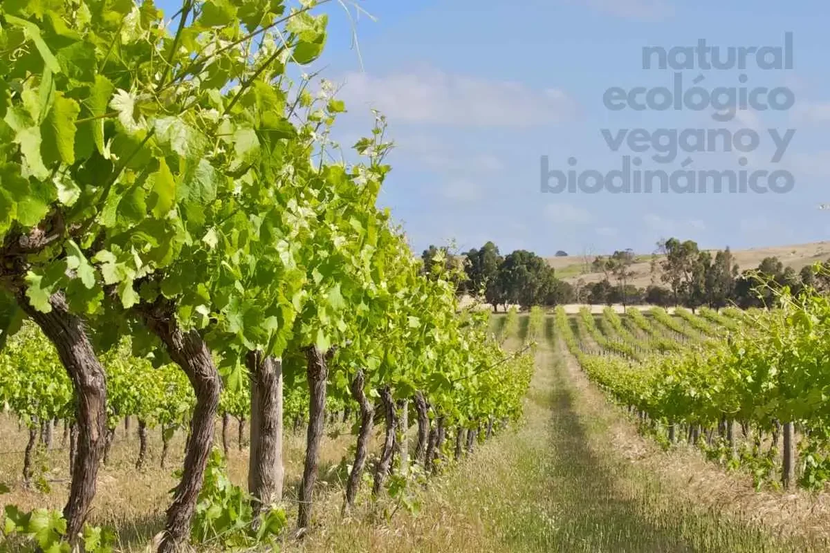 Vinos naturales, veganos, ecológicos y biodinámicos