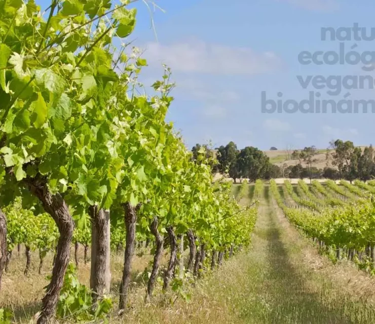 Vinos naturales, veganos, ecológicos y biodinámicos